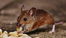 24 Hour & Emergency Exterminators in York, PA